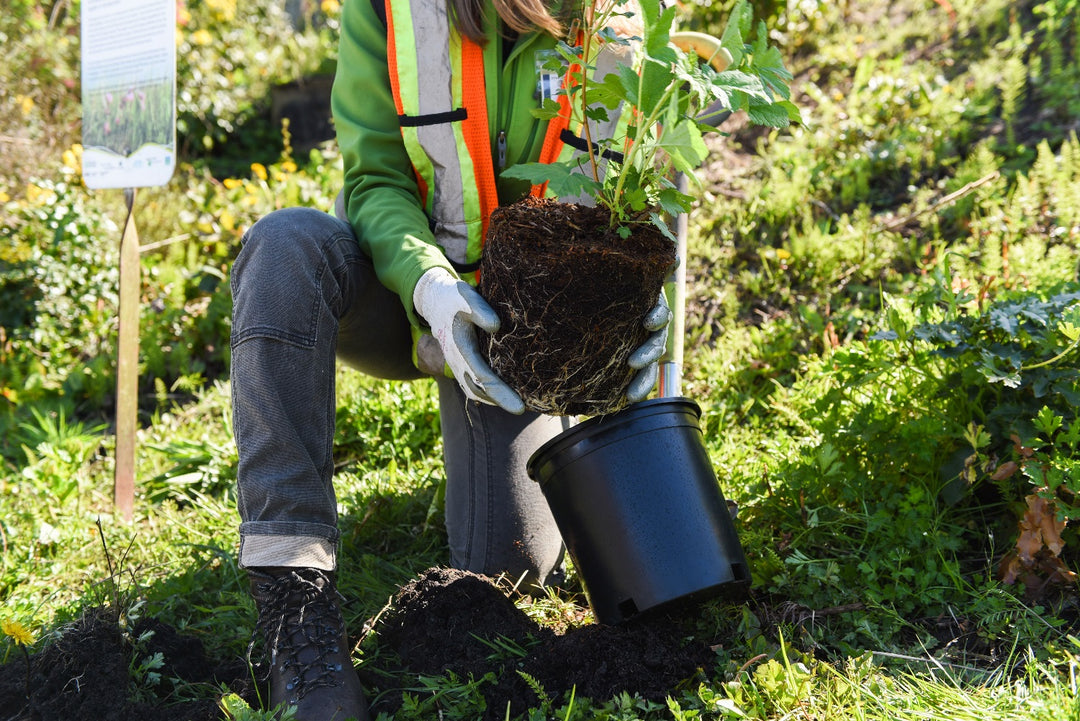 Onetreeplanted is een organisatie dat zich in zet voor een gezonder klimaat. Dit doen ze door zoals op de foto te zien, bomen te planten.